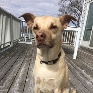 Meet your Posher, Riley